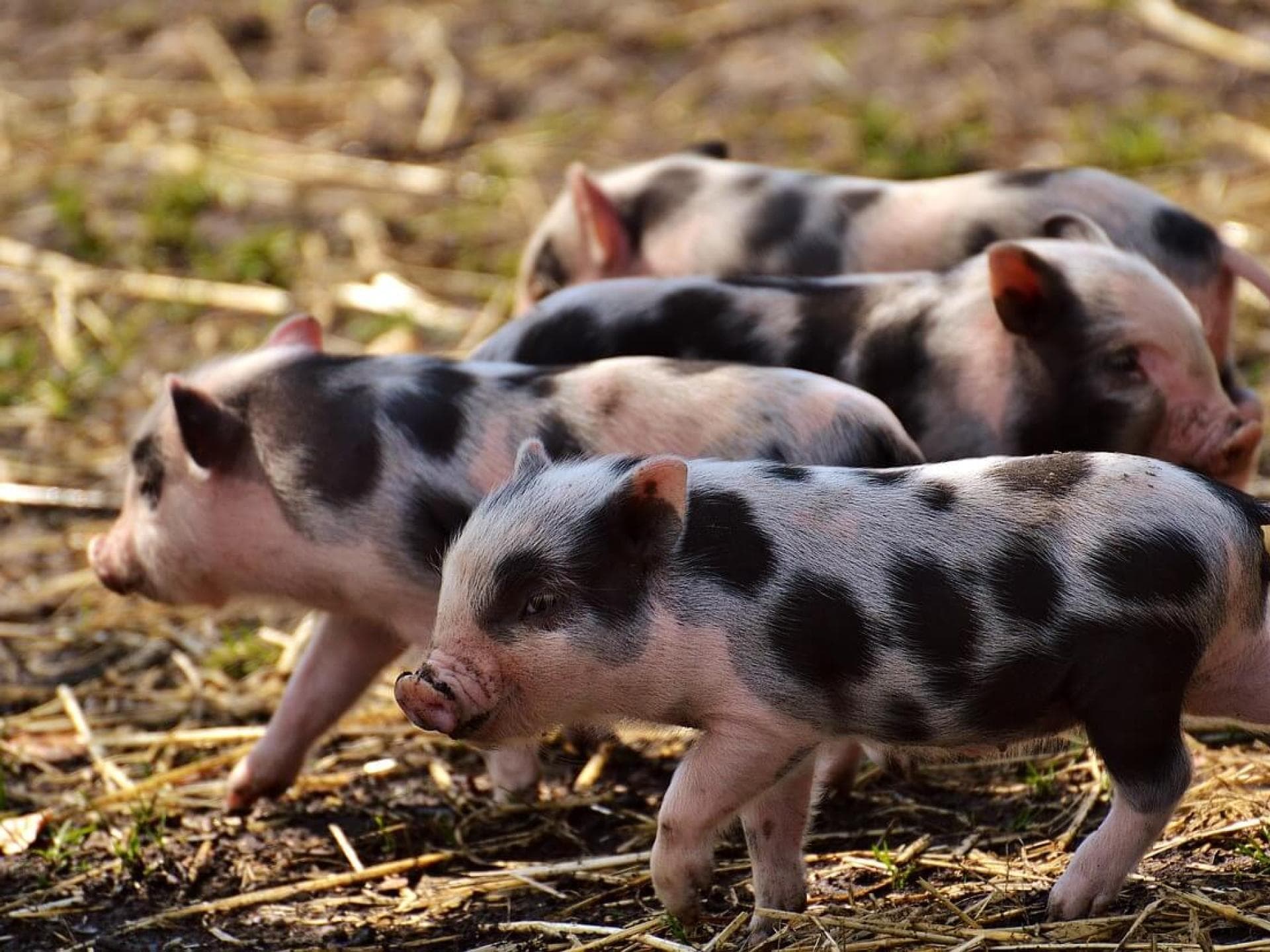 Gratis Grußkarten: süße Tierkinder-Motive versenden